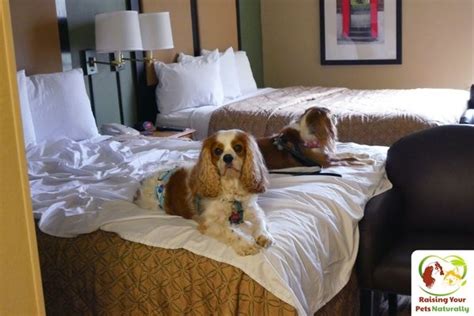 cheap pet friendly hotels in washington dc area